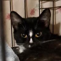 Enlarge Cricket, a Adoptable Domestic Short Hair in Green Forest, AR image 1/1