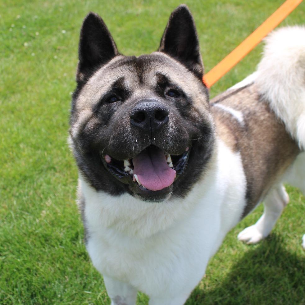 Groot, Adoptable, Adult Male Akita.