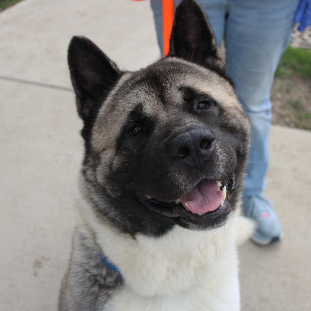 Groot, a Adoptable Akita in Champaign, IL image 2/5