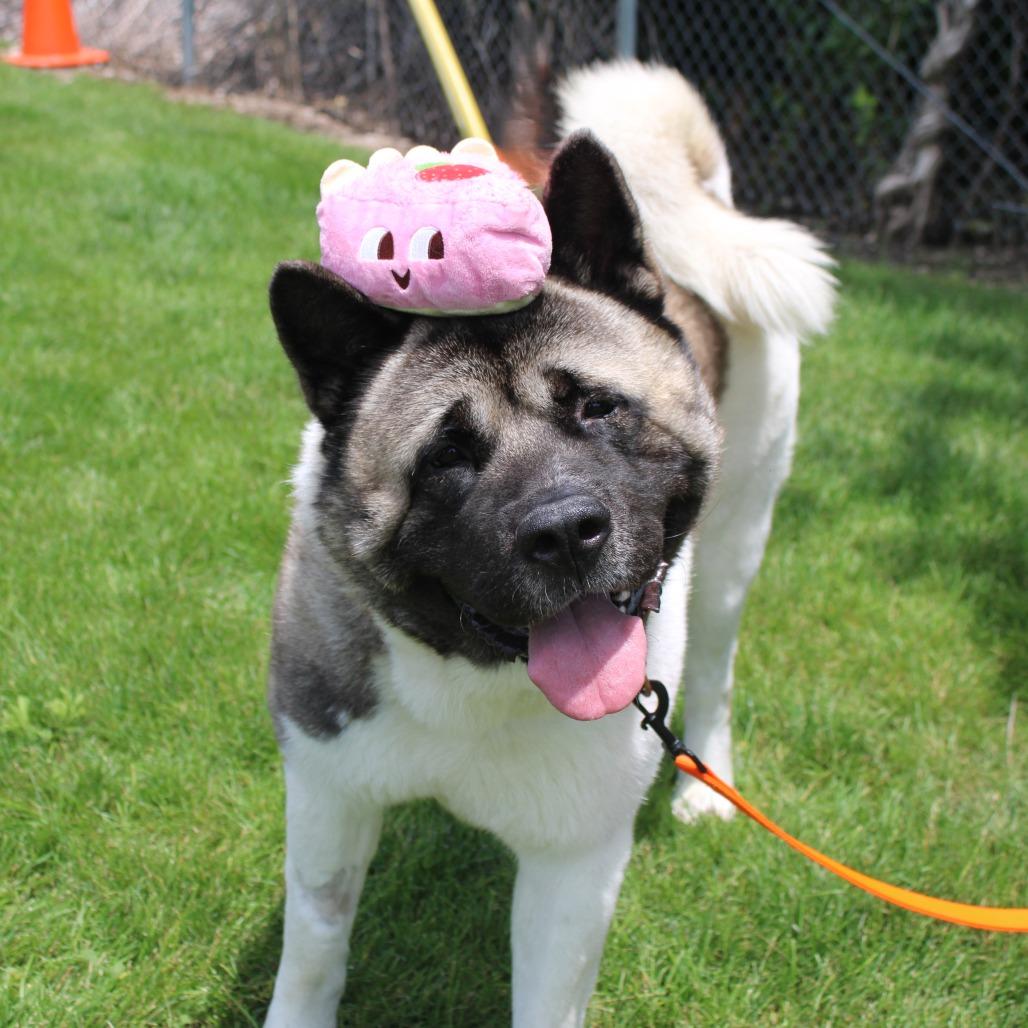 Groot, a Adoptable Akita in Champaign, IL image 3/5