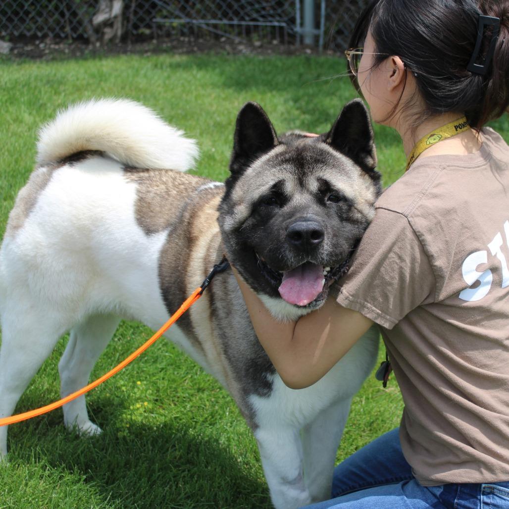 Groot, a Adoptable Akita in Champaign, IL image 4/5
