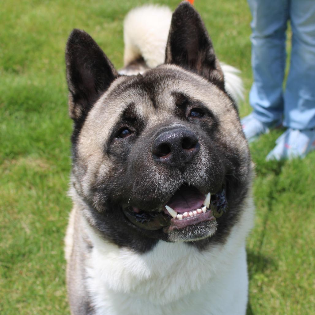Groot, a Adoptable Akita in Champaign, IL image 5/5