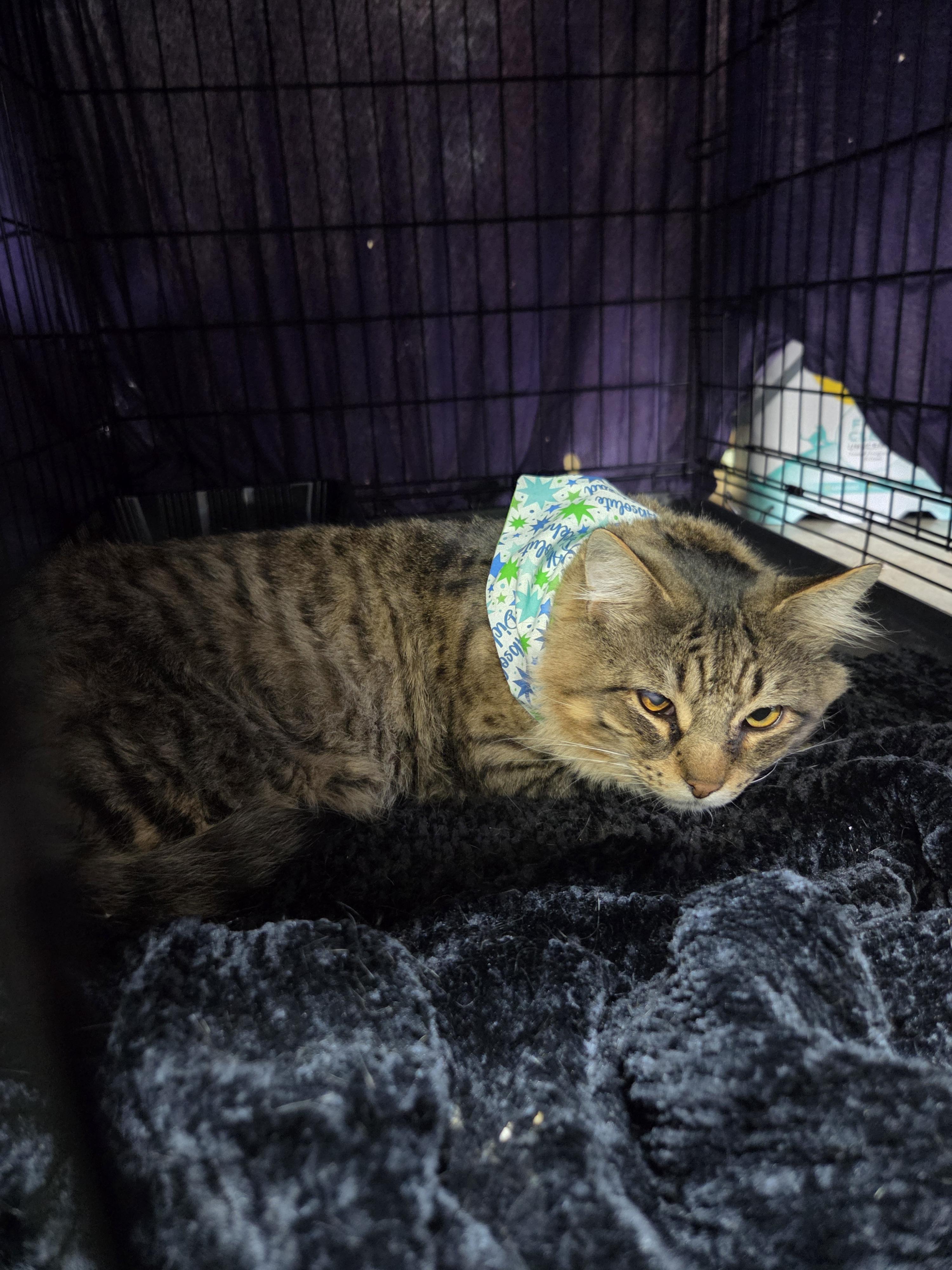 Toes, Adoptable, Adult Male Domestic Medium Hair.