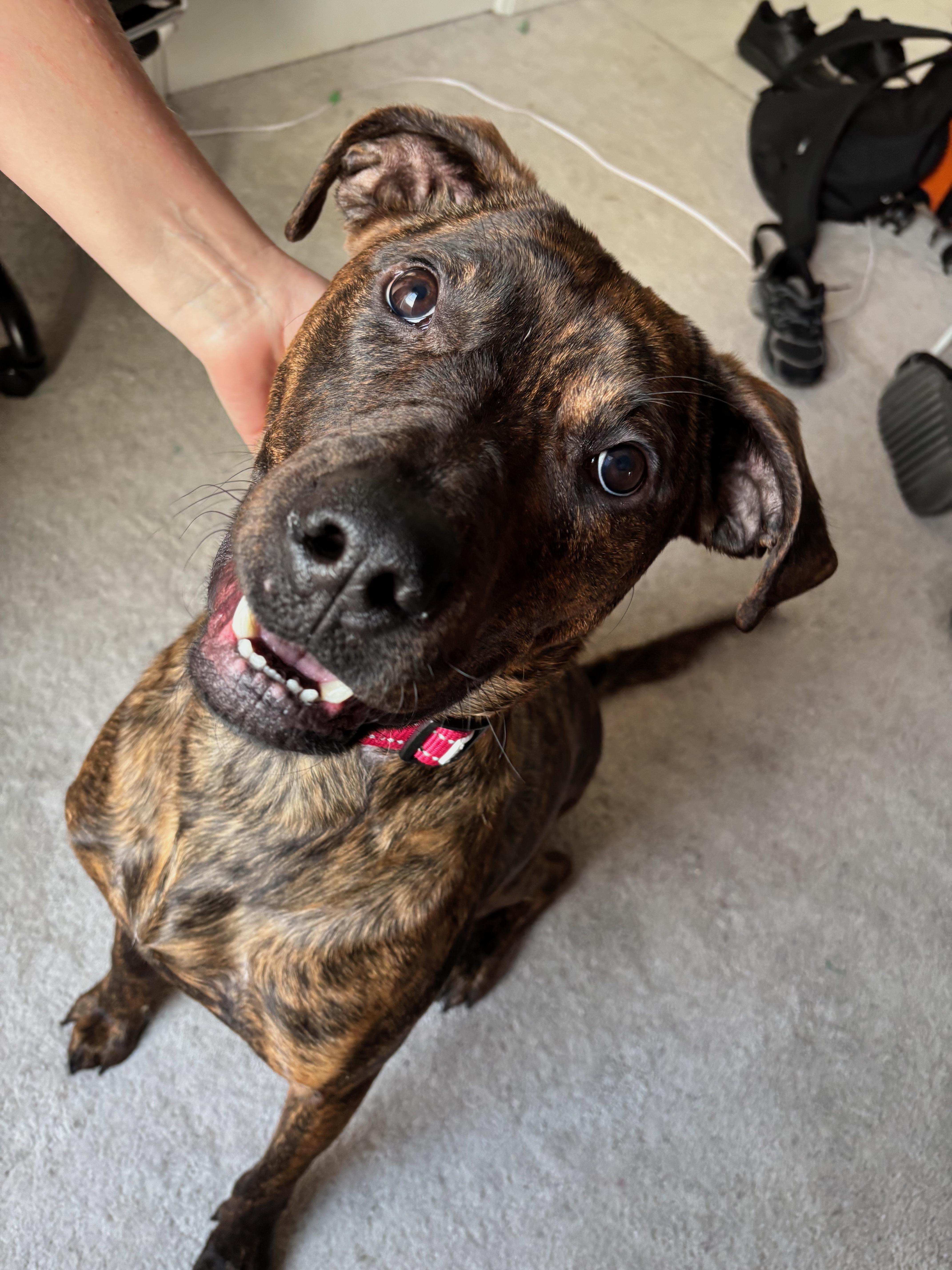 Enlarge Mewtoo, a ADOPTABLE mixed breed in Oshawa, ON image 2/4