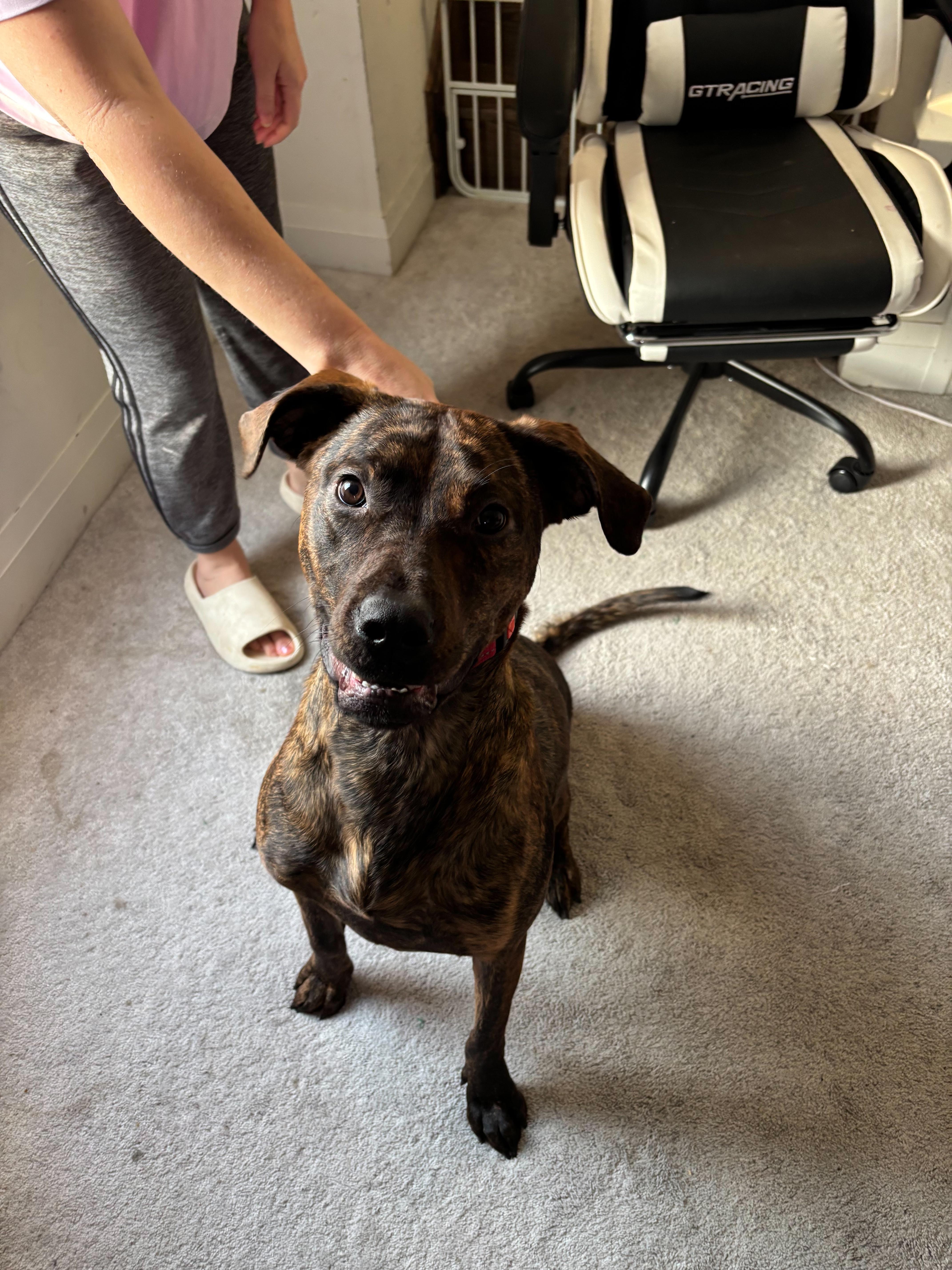 Enlarge Mewtoo, a ADOPTABLE mixed breed in Oshawa, ON image 4/4