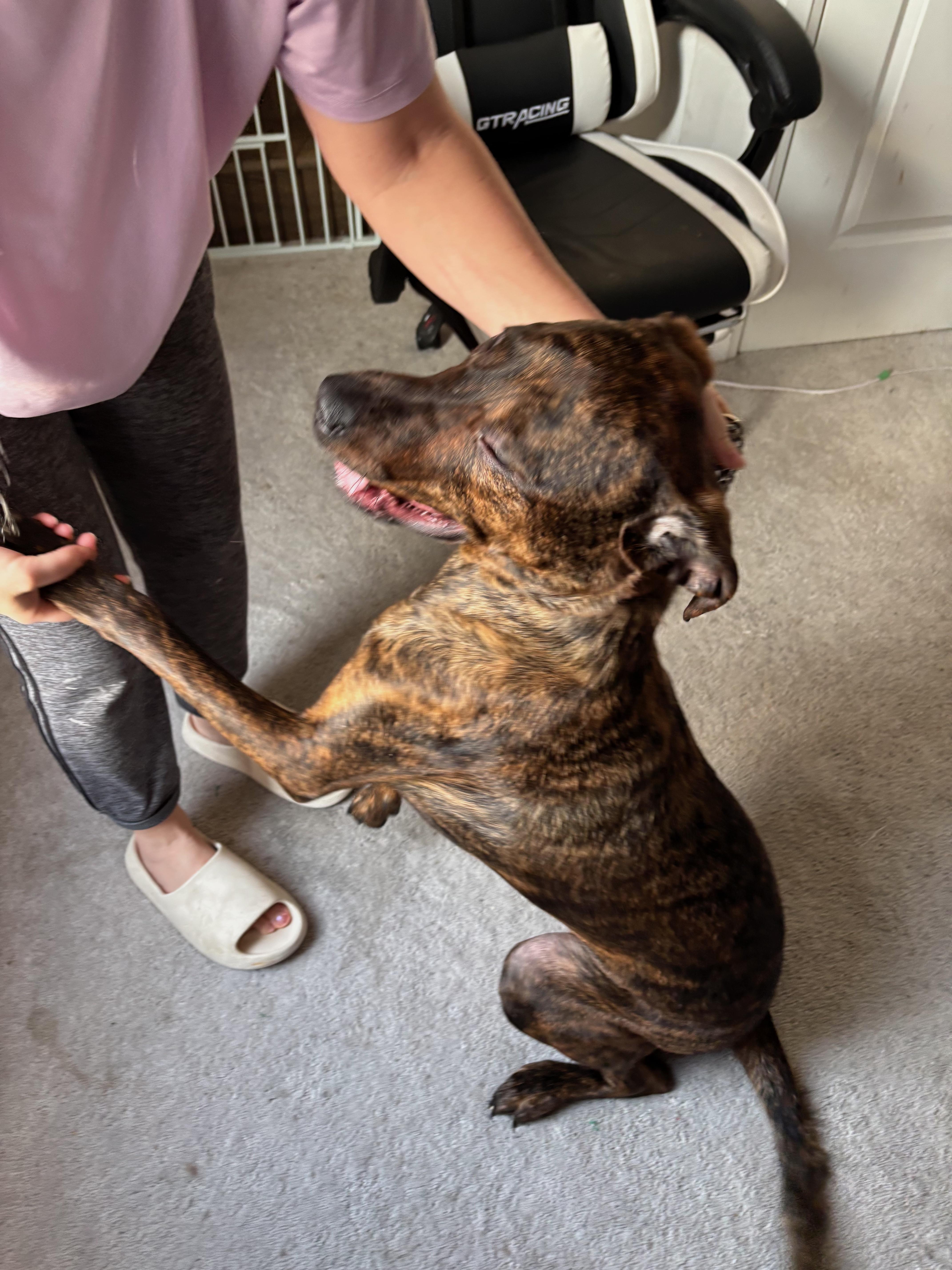 Enlarge Mewtoo, a ADOPTABLE mixed breed in Oshawa, ON image 3/4