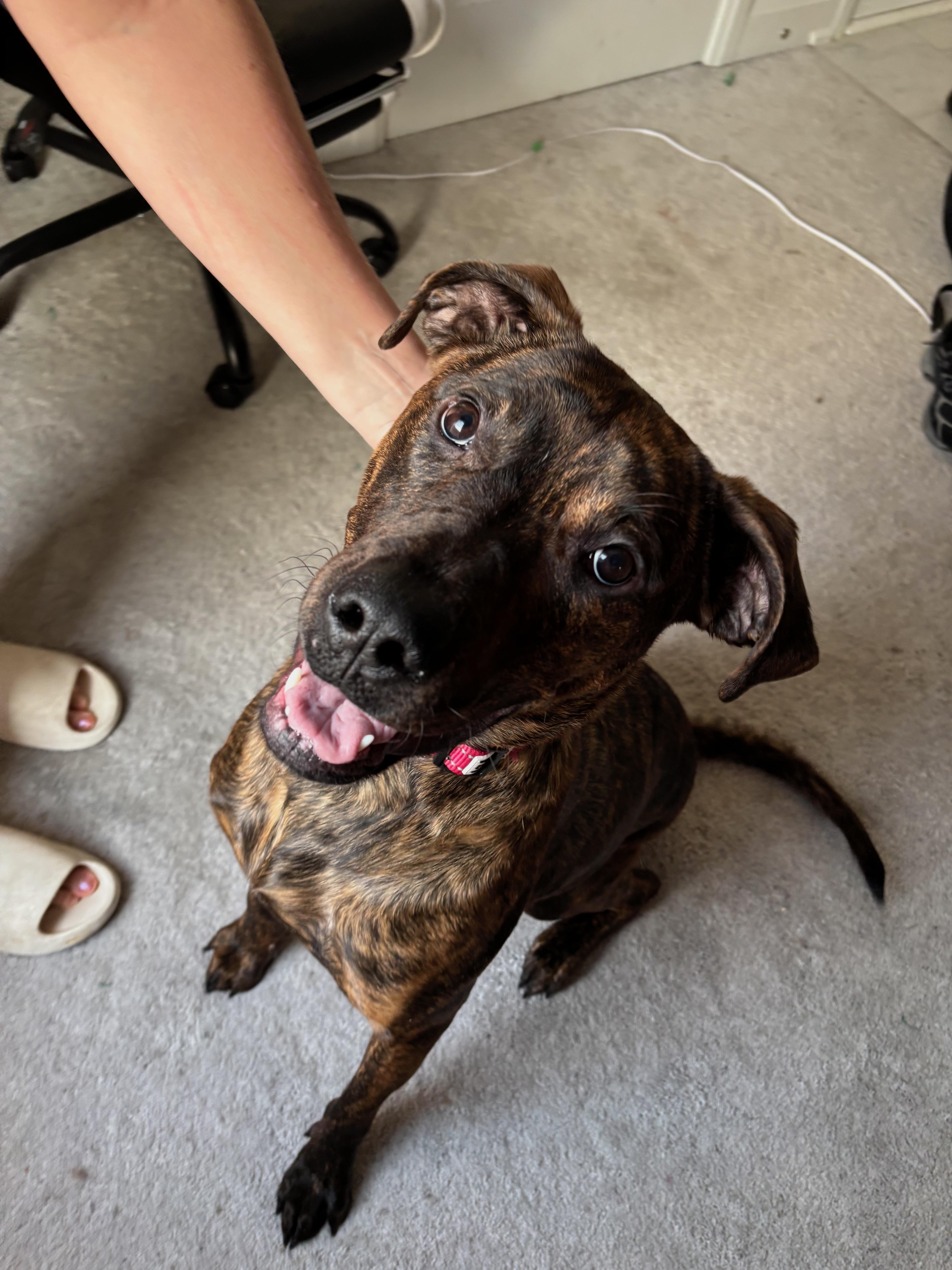 Enlarge Mewtoo, a ADOPTABLE mixed breed in Oshawa, ON image 1/4