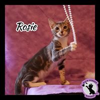 Enlarge Rosie, a Adoptable Domestic Short Hair in Dacula, GA image 1/4