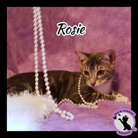 Enlarge Rosie, a Adoptable Domestic Short Hair in Dacula, GA image 2/4