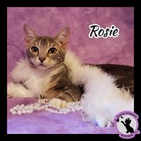 Enlarge Rosie, a Adoptable Domestic Short Hair in Dacula, GA image 3/4