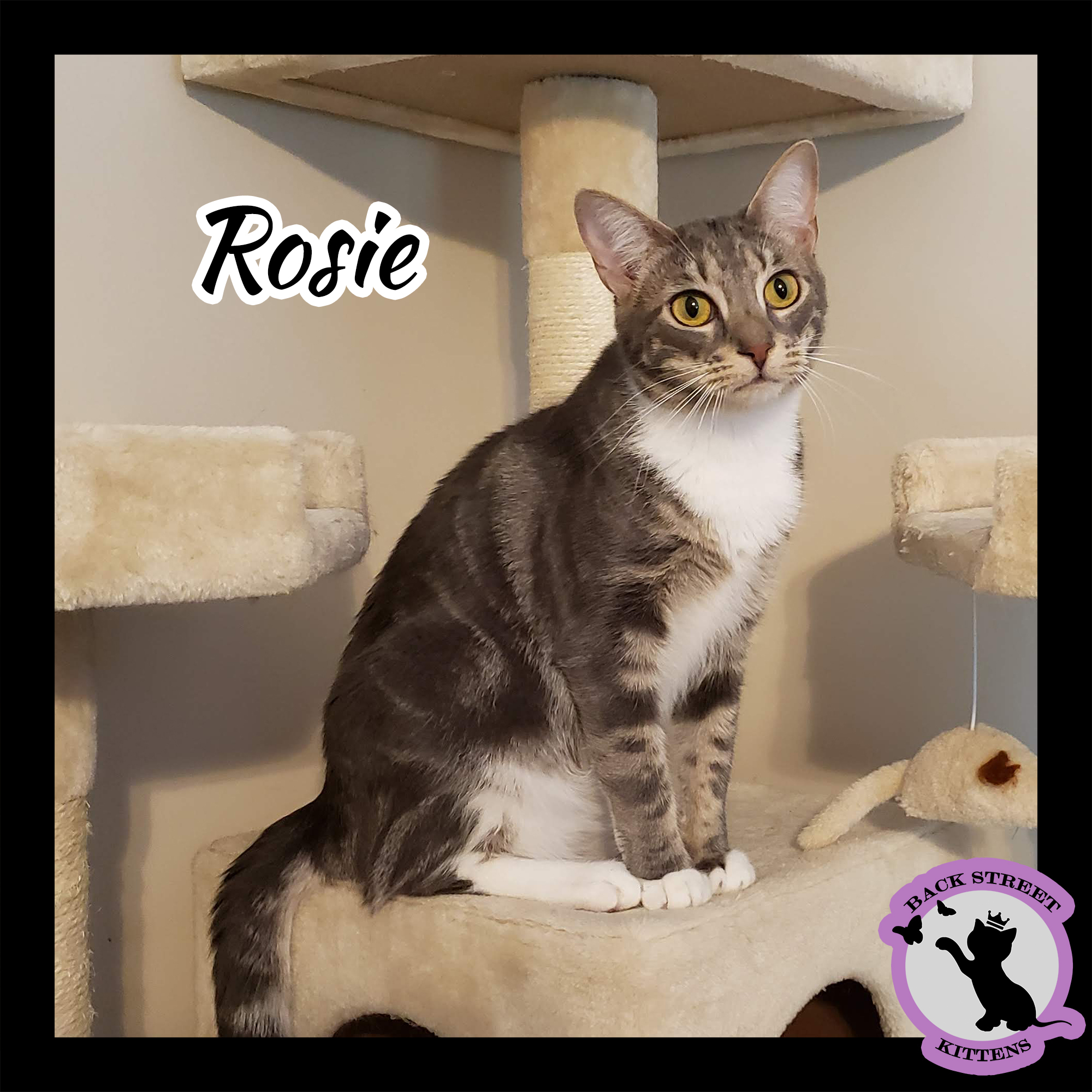 Enlarge Rosie, a Adoptable Domestic Short Hair in Dacula, GA image 4/4