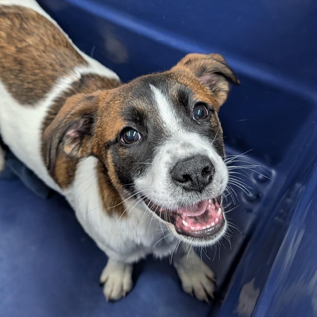 Helena, Adoptable, Puppy Female Mixed Breed.