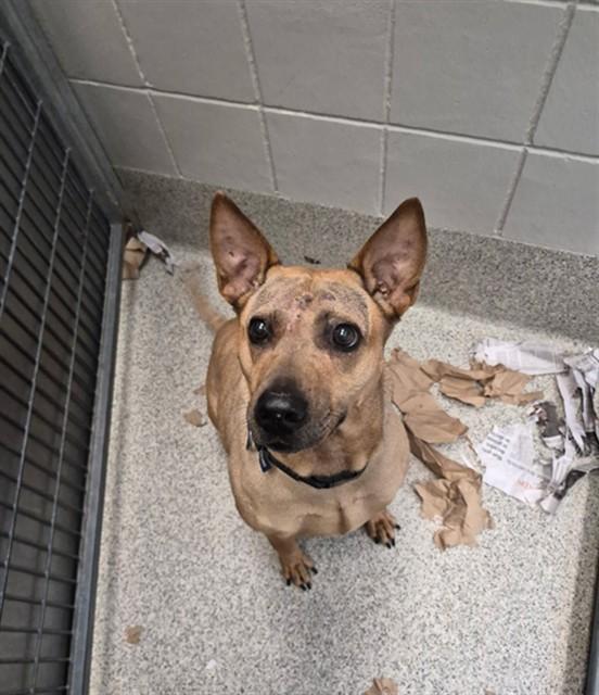 DUCHESS, Adoptable, Senior Female Australian Cattle Dog / Blue Heeler & Shar-Pei.