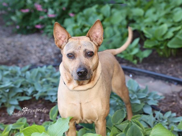DUCHESS, Adoptable, Senior Female Australian Cattle Dog / Blue Heeler & Shar-Pei.