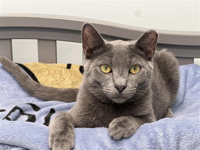 Enlarge Ash - ADOPTION PENDING!, an adopted Domestic Short Hair in Grand Rapids, MI image 6/6