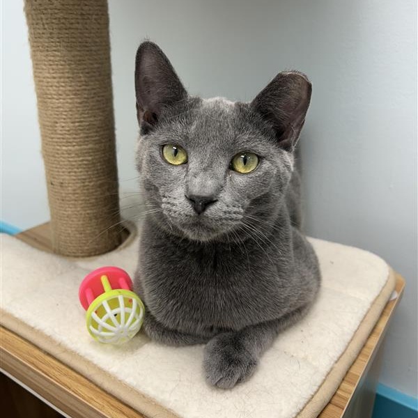 Enlarge Ash - ADOPTION PENDING!, an adopted Domestic Short Hair in Grand Rapids, MI image 1/6