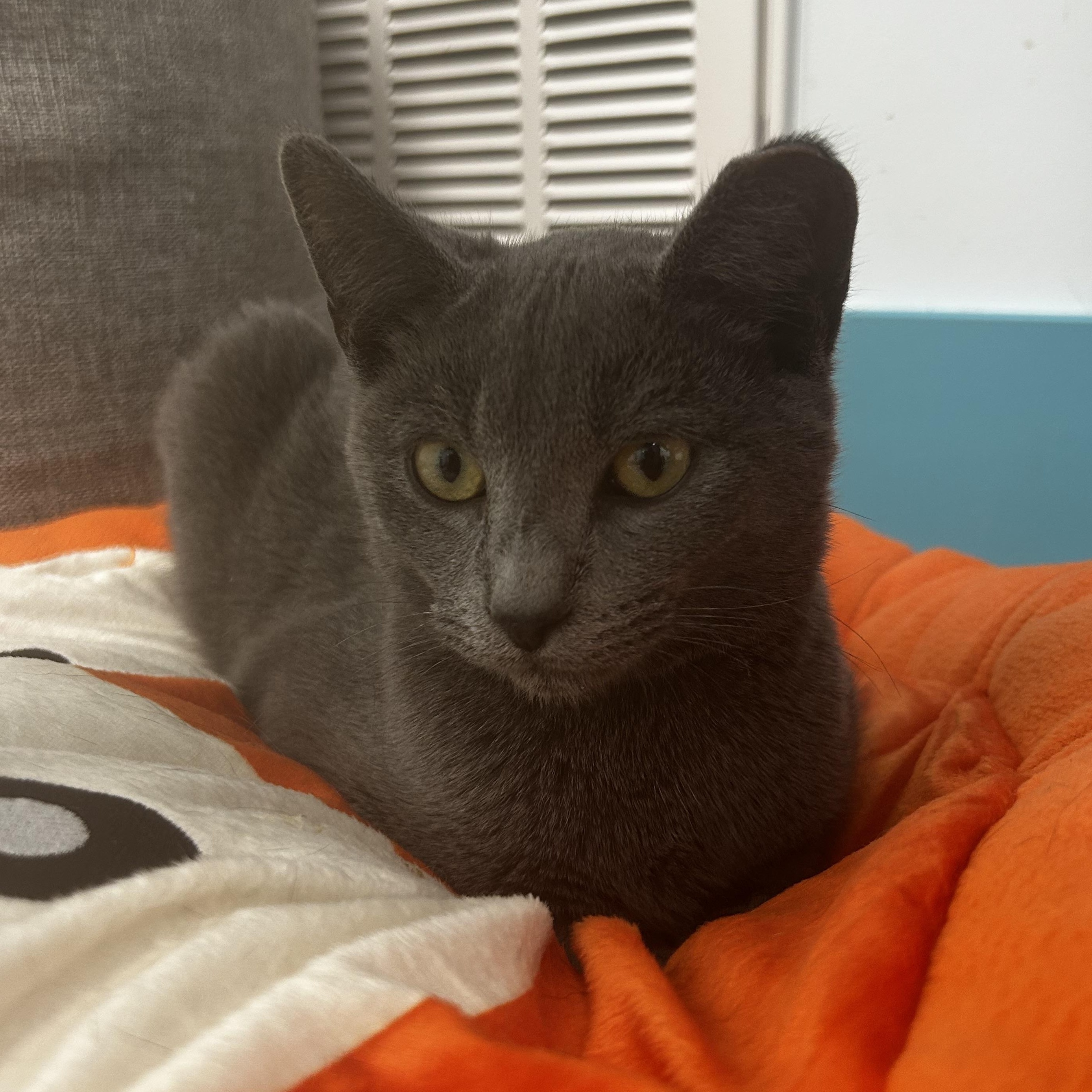 Enlarge Ash, an adoptable Domestic Short Hair in Grand Rapids, MI image 3/6