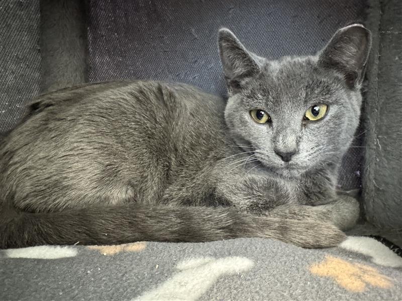 Enlarge Ash, an adoptable Domestic Short Hair in Grand Rapids, MI image 4/6