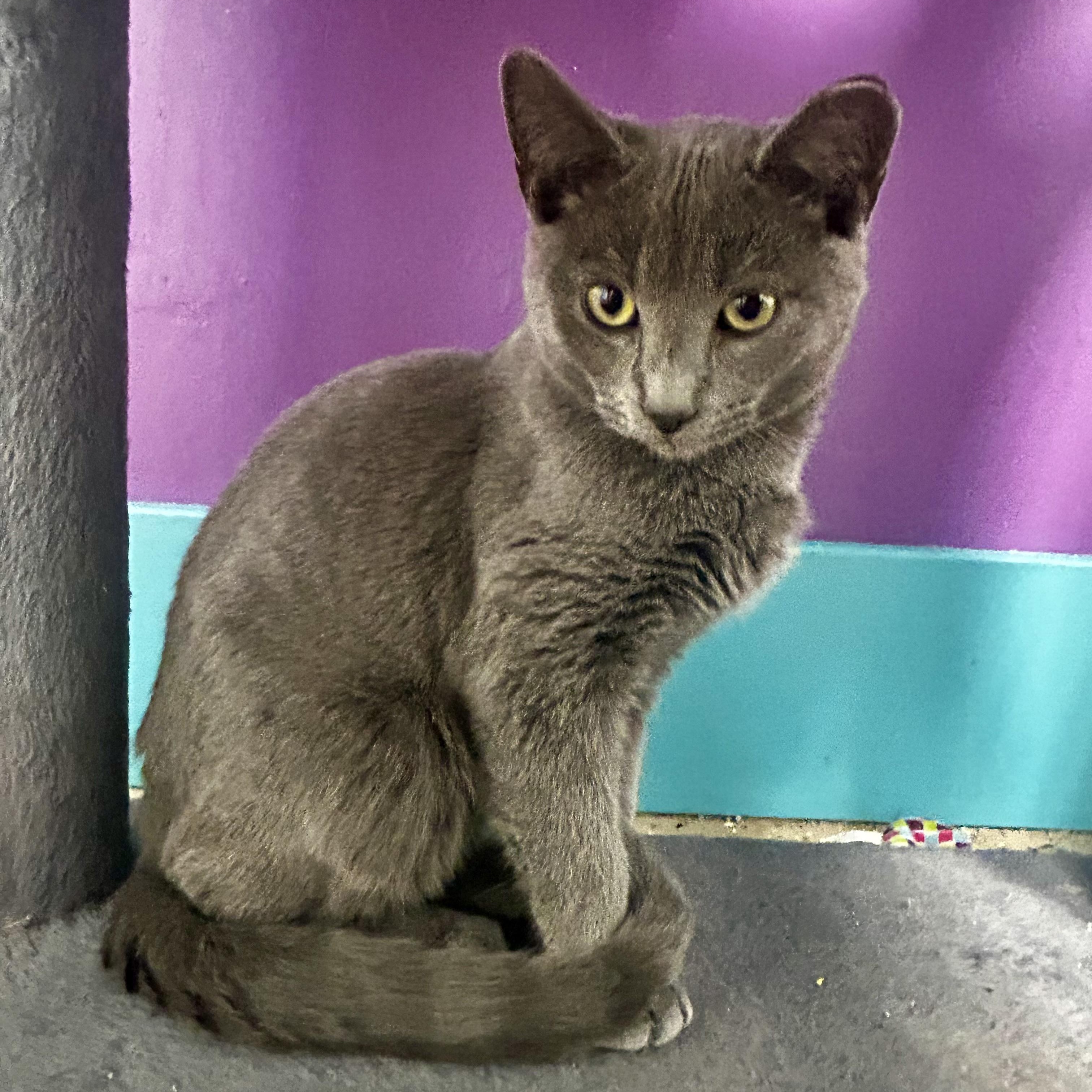 Enlarge Ash, an adoptable Domestic Short Hair in Grand Rapids, MI image 5/6