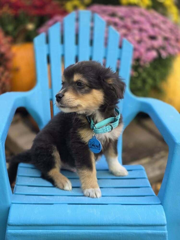 Binx, Adoptable, Puppy Male Australian Shepherd.