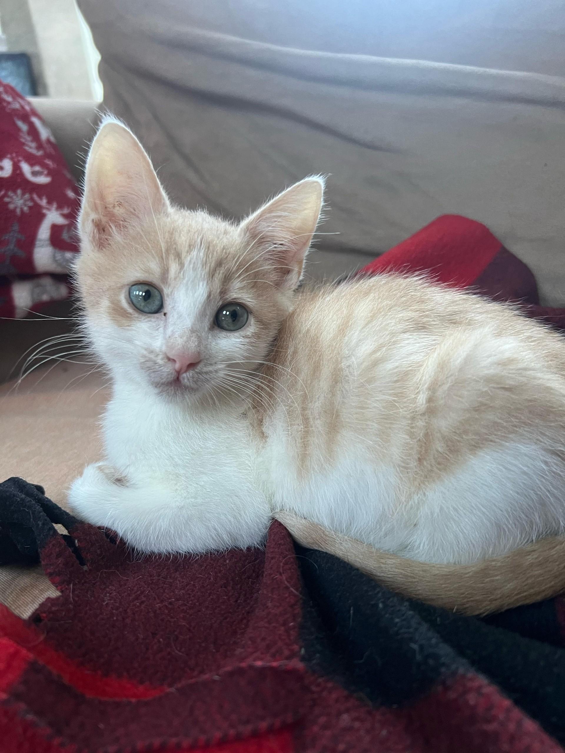 Hans, adopted, Kitten Male Domestic Short Hair.