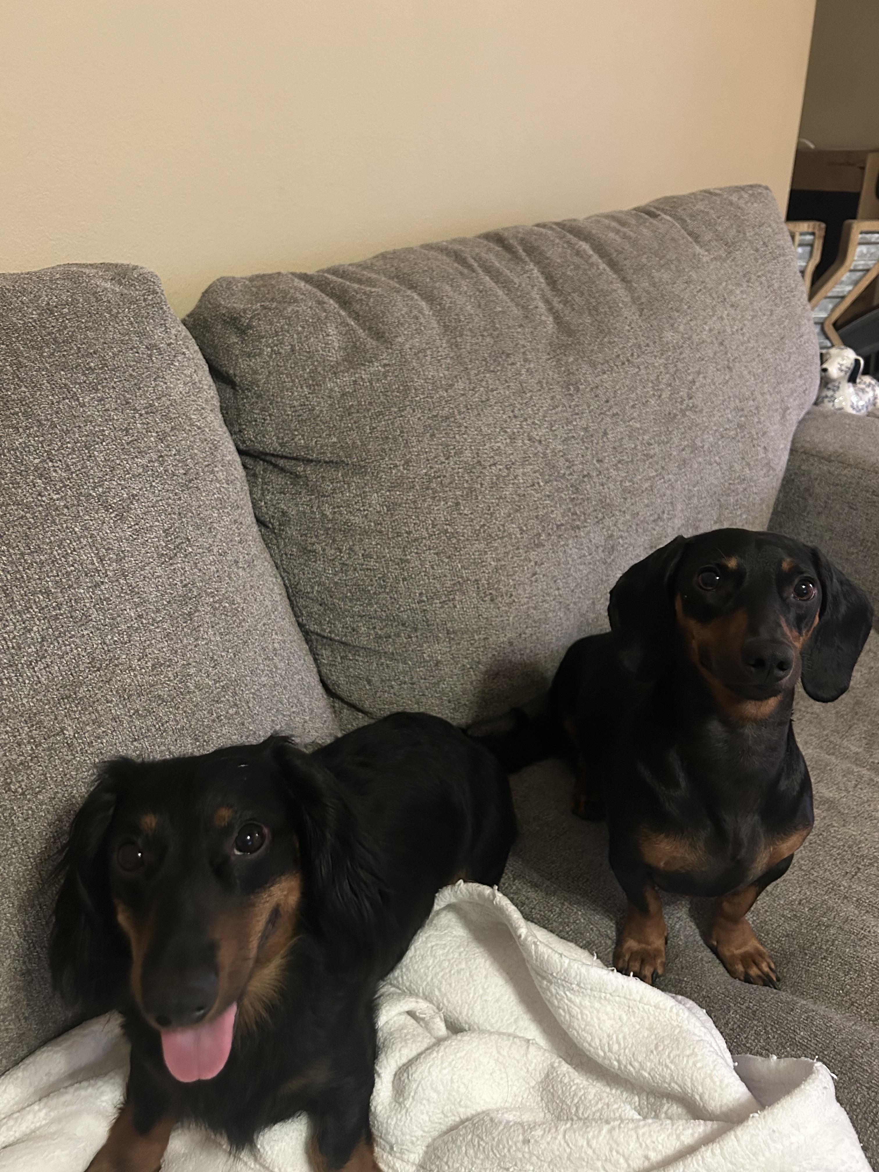 Enlarge Minnie & Ollie, a Adopted Dachshund (Miniature Long Haired) in Portland, OR image 2/5