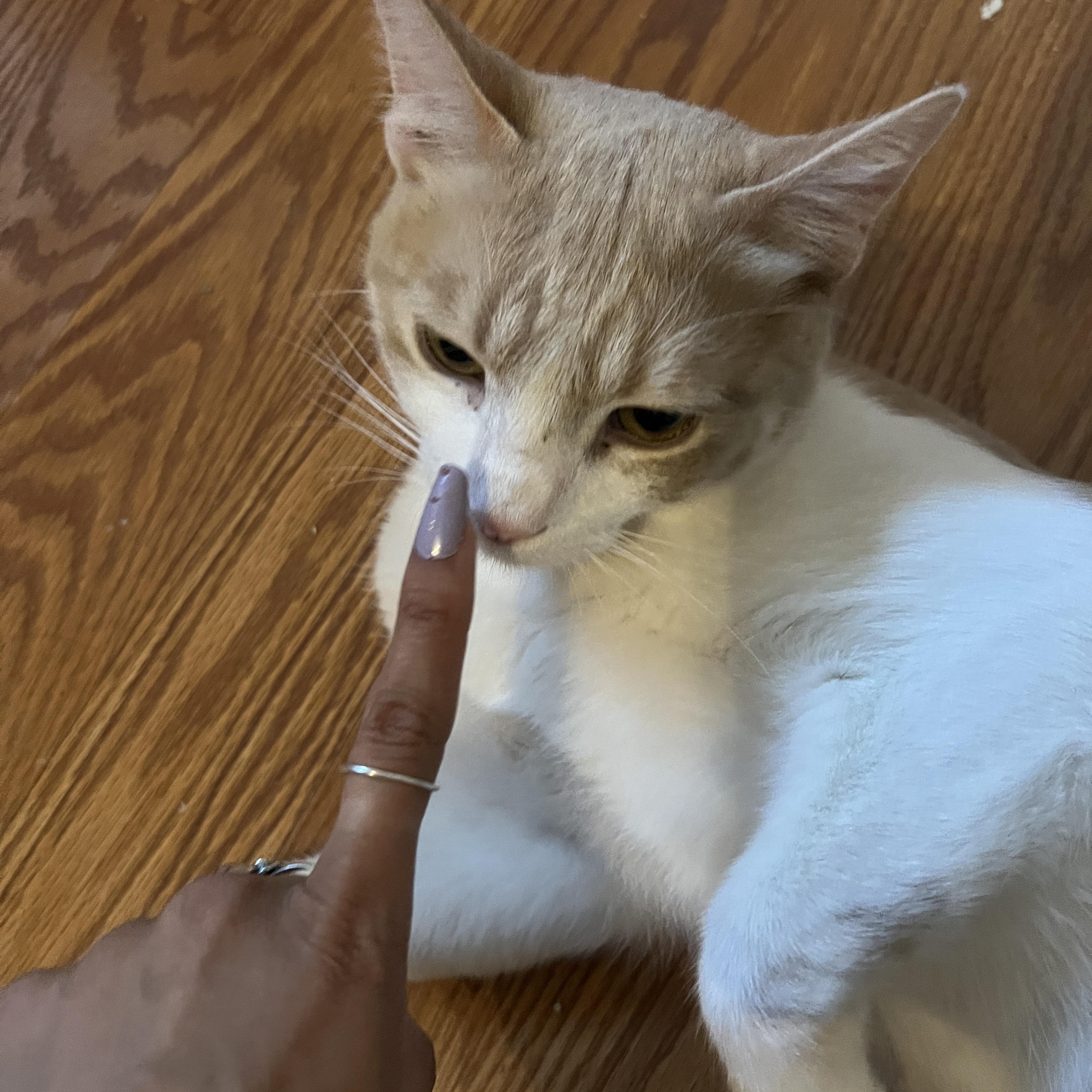 pebbles (& honey dew), a Adoptable mixed breed in Canoga Park, CA image 2/3