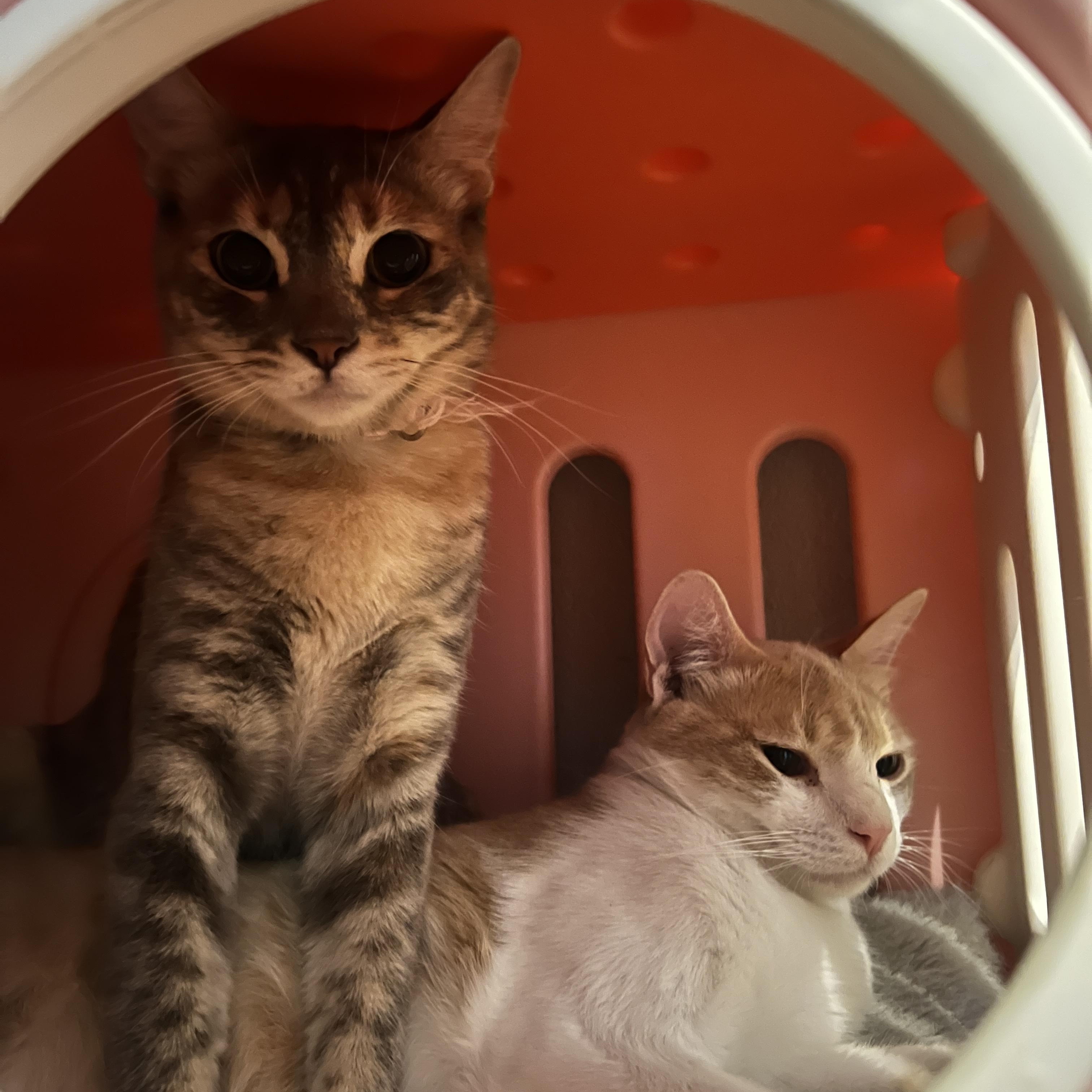 pebbles (& honey dew), a Adoptable mixed breed in Canoga Park, CA image 3/3