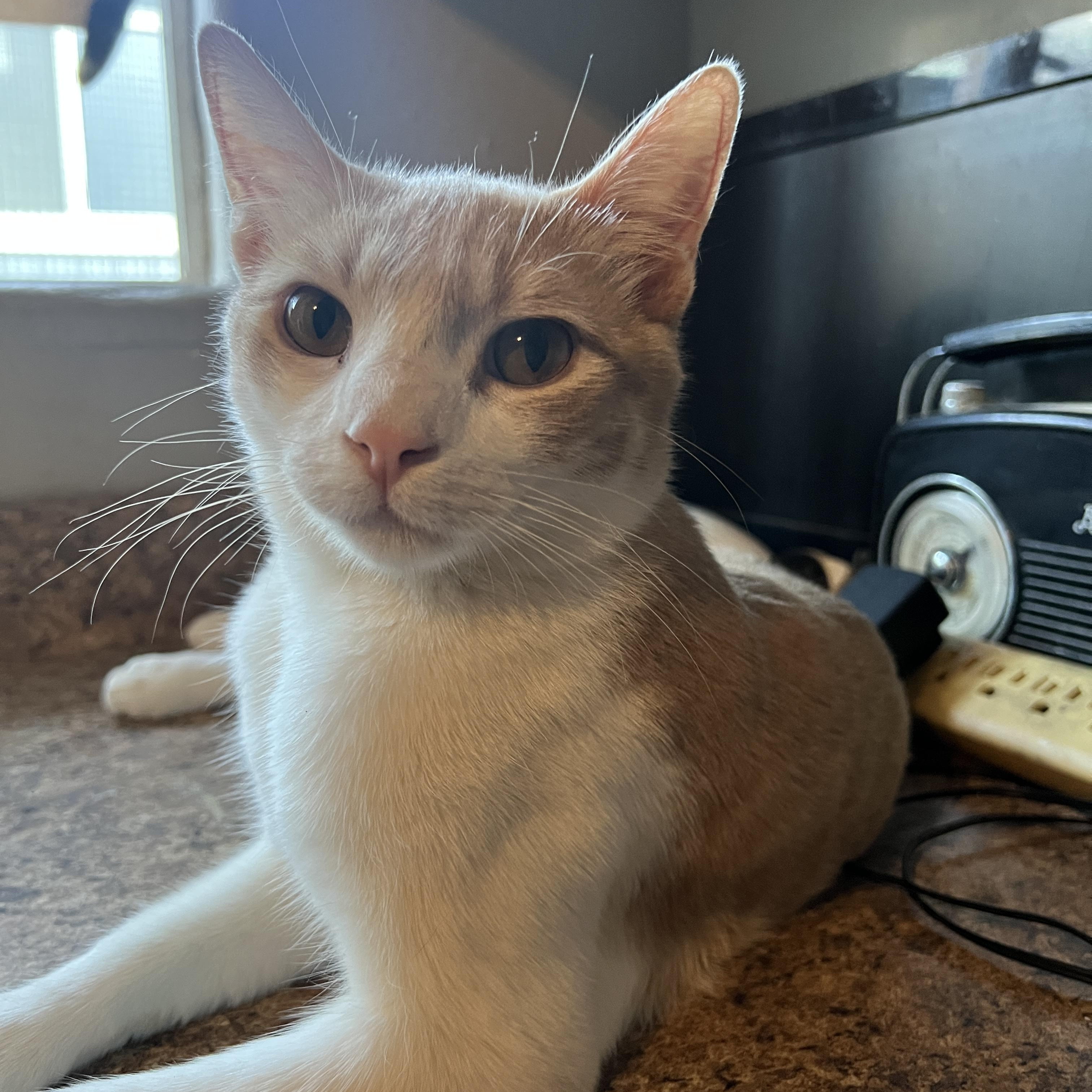 pebbles (& honey dew), a Adoptable mixed breed in Canoga Park, CA image 1/3