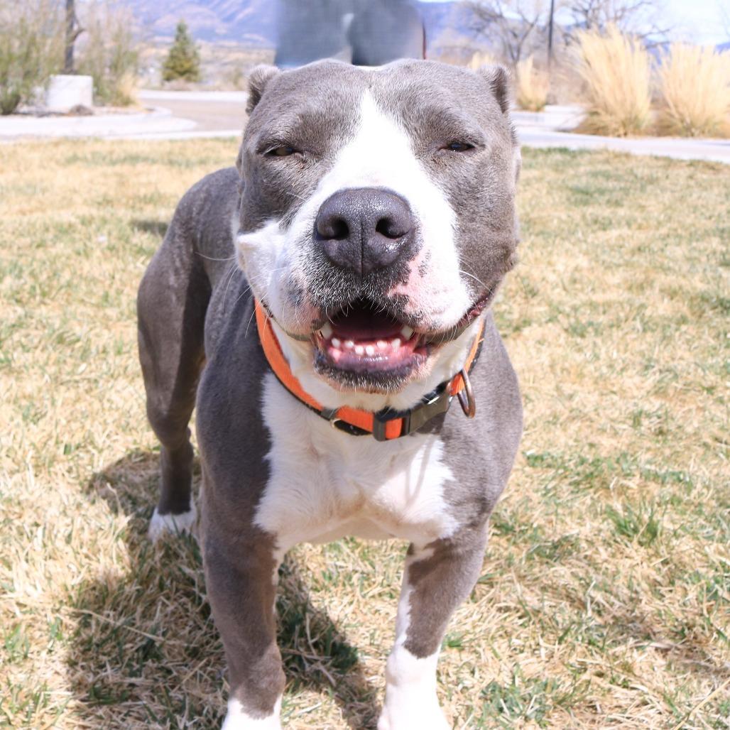 Maxx, Adoptable, Adult Male Pit Bull Terrier & Mixed Breed.
