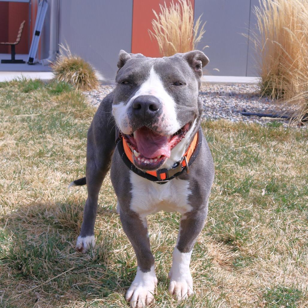 Enlarge Maxx, a Adoptable mixed breed in Rifle, CO image 2/6