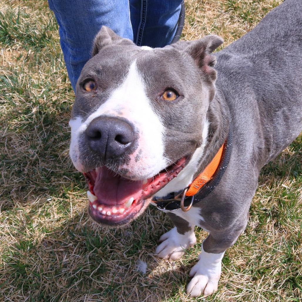 Enlarge Maxx, a Adoptable mixed breed in Rifle, CO image 3/6