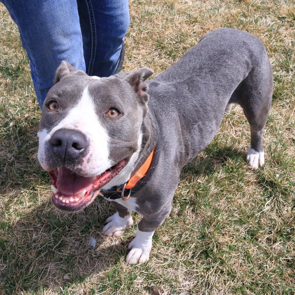 Enlarge Maxx, a Adoptable mixed breed in Rifle, CO image 4/6