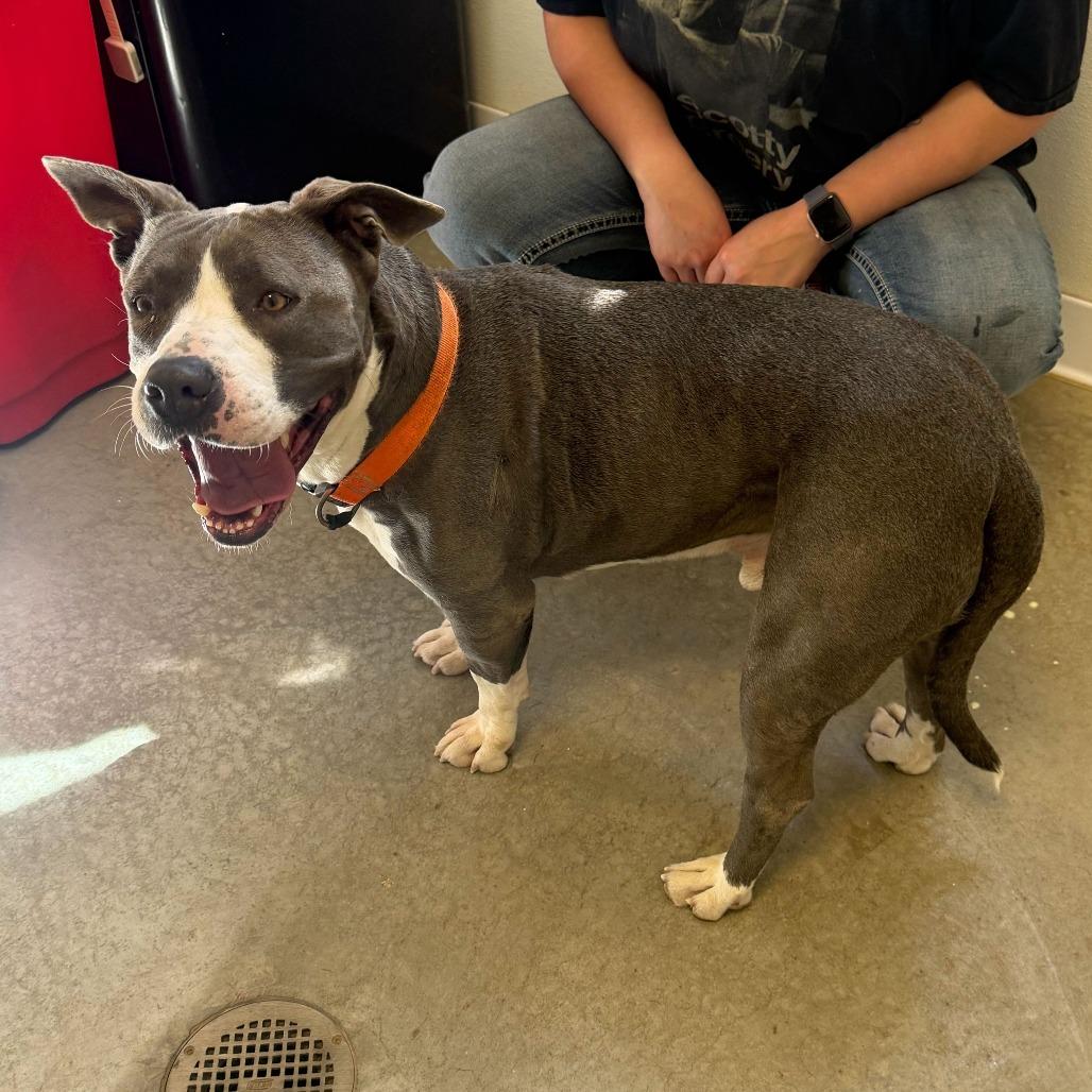 Enlarge Maxx, a Adoptable mixed breed in Rifle, CO image 5/6