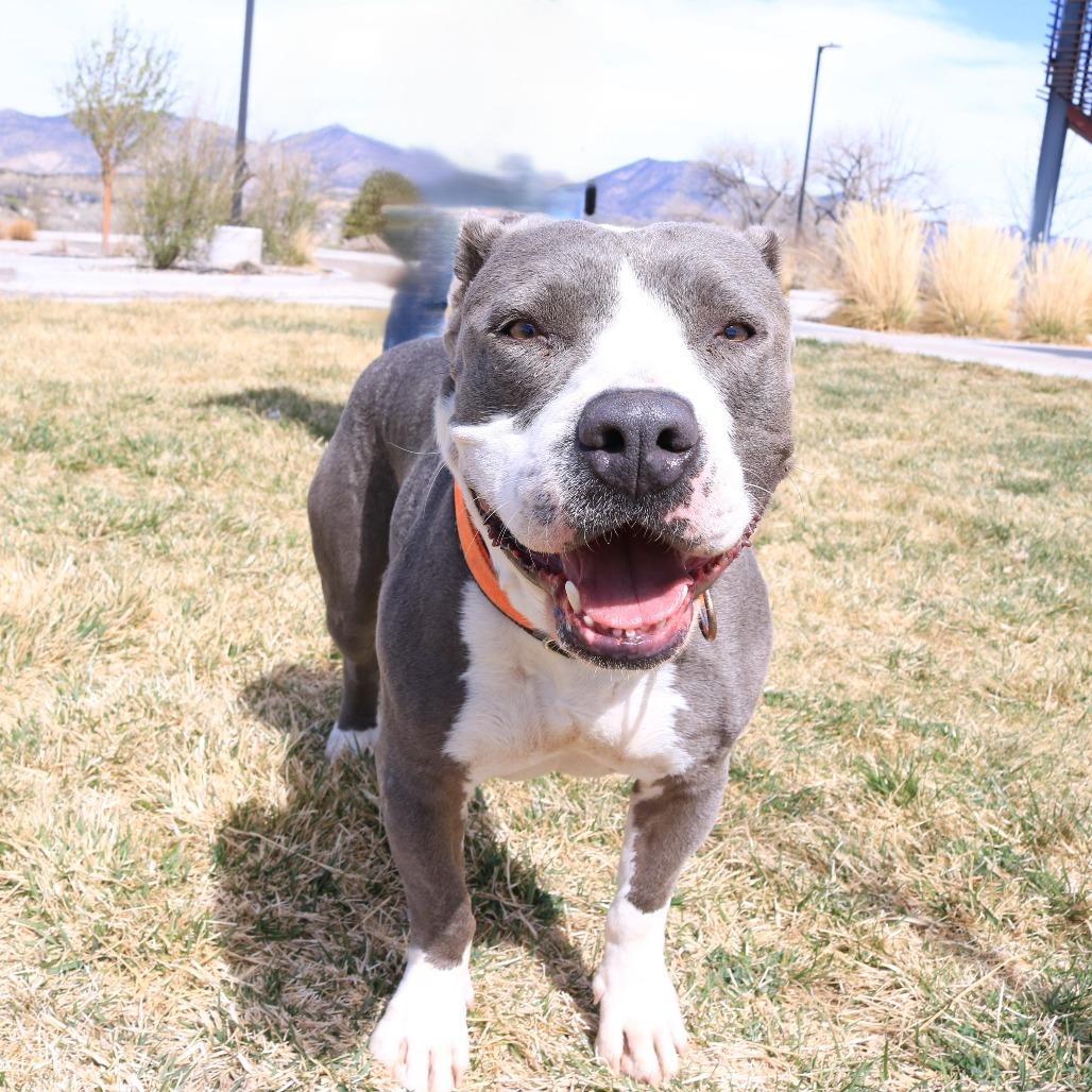 Enlarge Maxx, a Adoptable mixed breed in Rifle, CO image 6/6