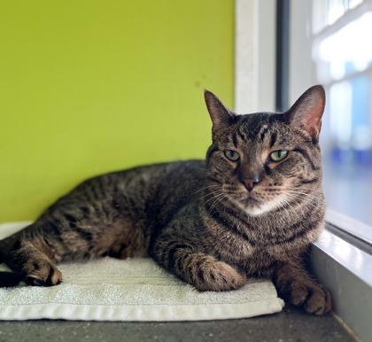 Kit Kat, Adoptable, Adult Male Domestic Short Hair & Domestic Short Hair.