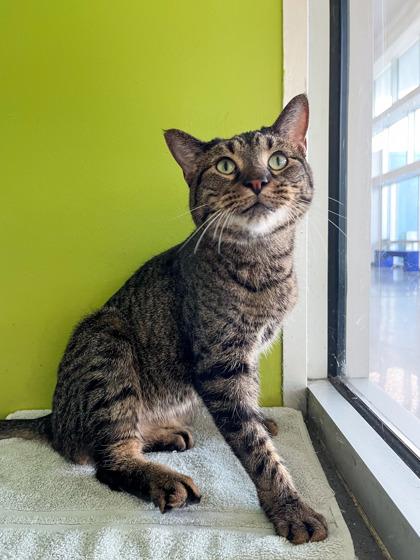 Enlarge Kit Kat, a Adoptable mixed breed in New Orleans, LA image 2/3