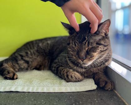 Enlarge Kit Kat, a Adoptable mixed breed in New Orleans, LA image 3/3