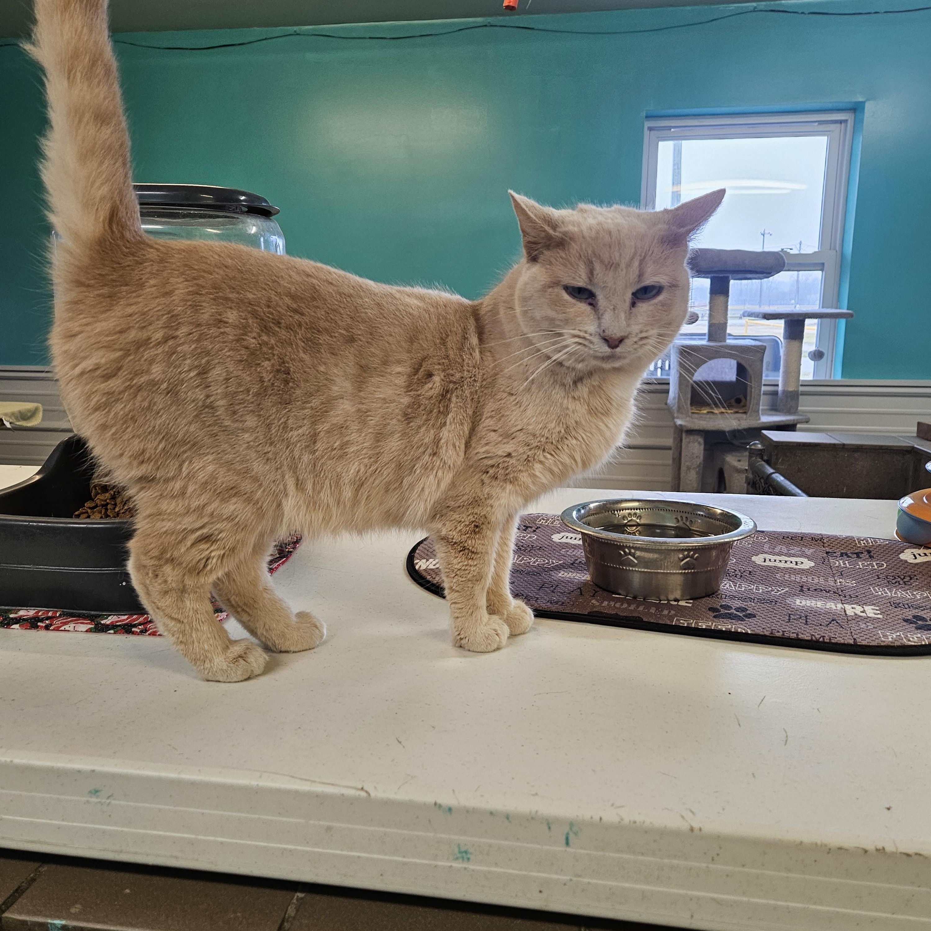 Enlarge Buffy, a ADOPTABLE Domestic Short Hair in Petersburg, IN image 1/1