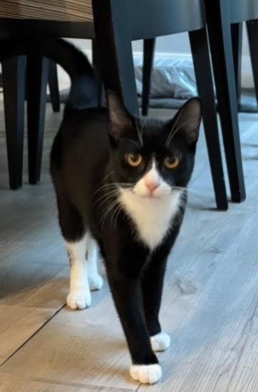 Enlarge Ebony, a Adoptable American Shorthair in Laguna Woods, CA image 2/5