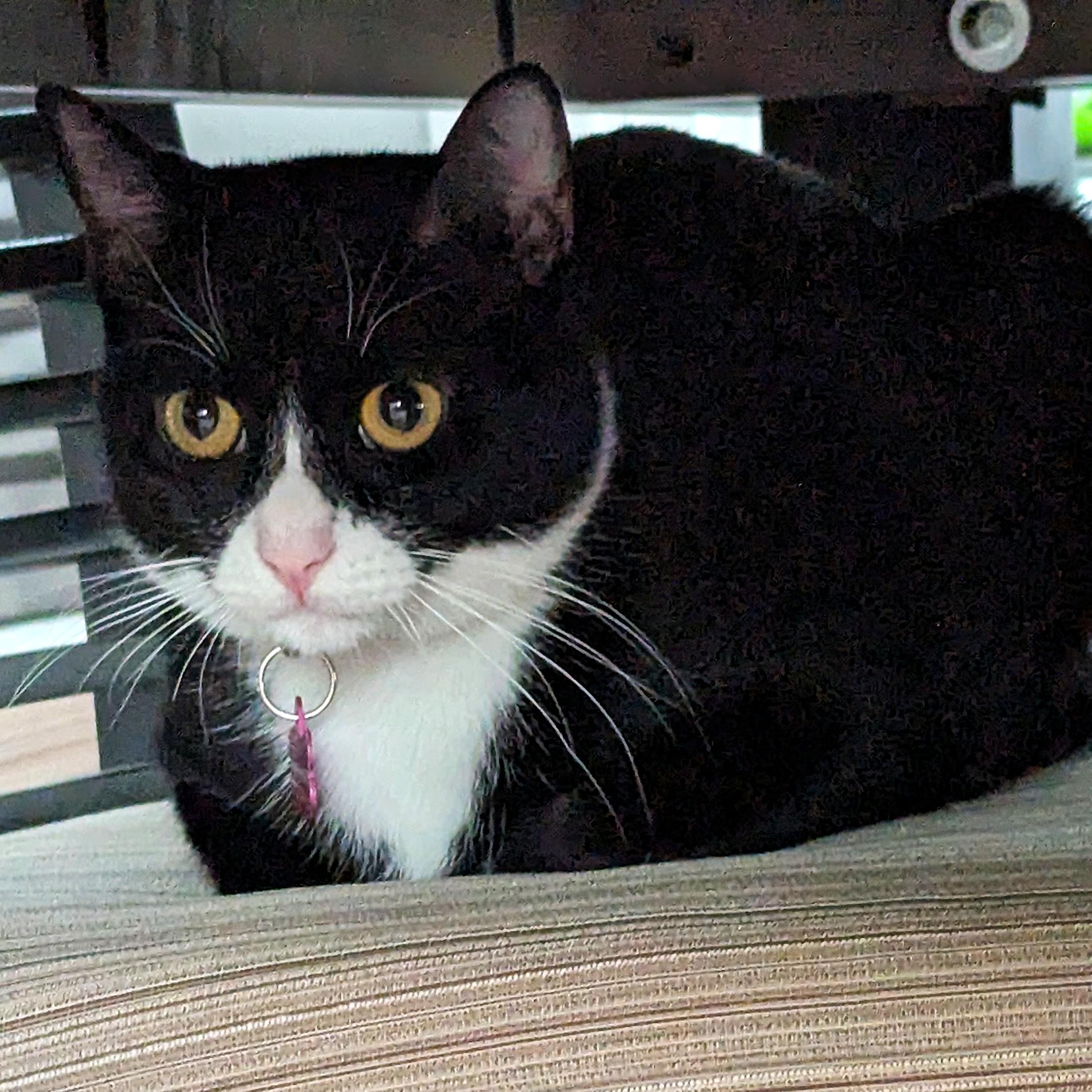 Enlarge Ebony, an adopted American Shorthair in Laguna Woods, CA image 6/6