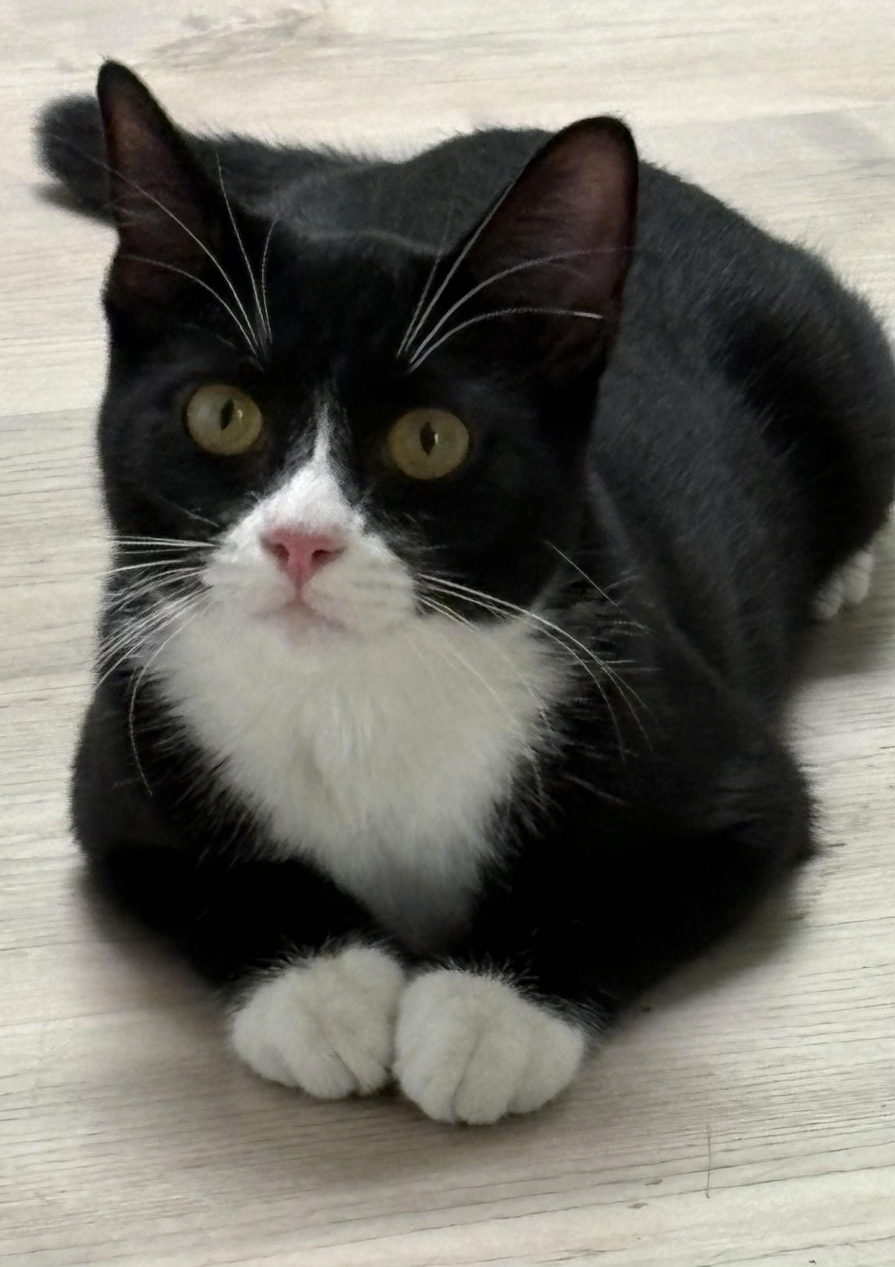 Enlarge Ebony, a Adoptable American Shorthair in Laguna Woods, CA image 3/5