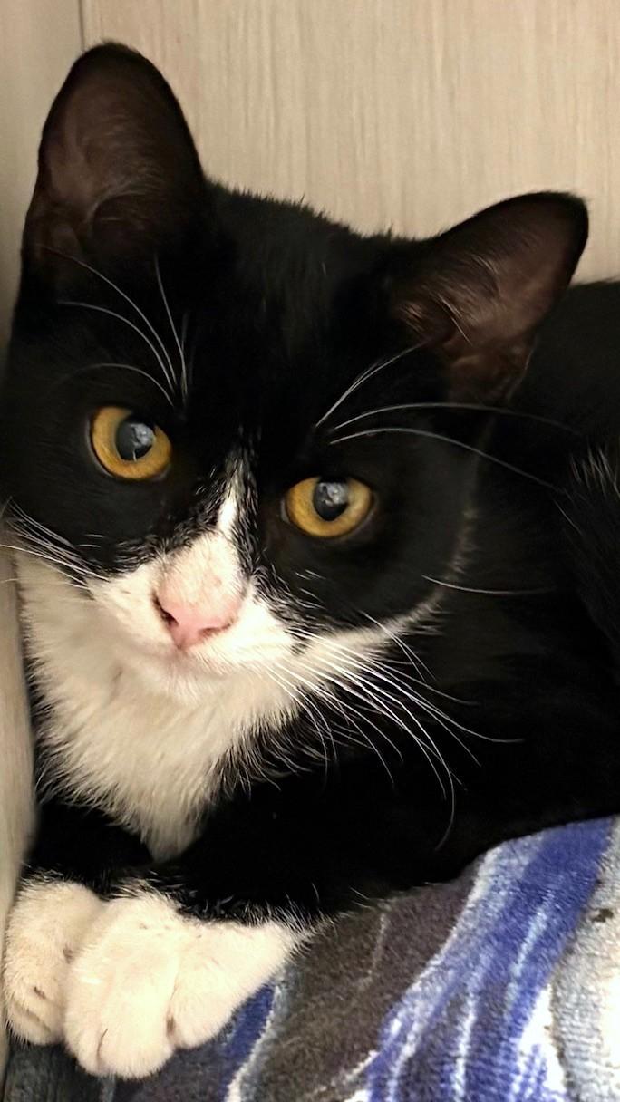 Enlarge Ebony, a Adoptable American Shorthair in Laguna Woods, CA image 4/5