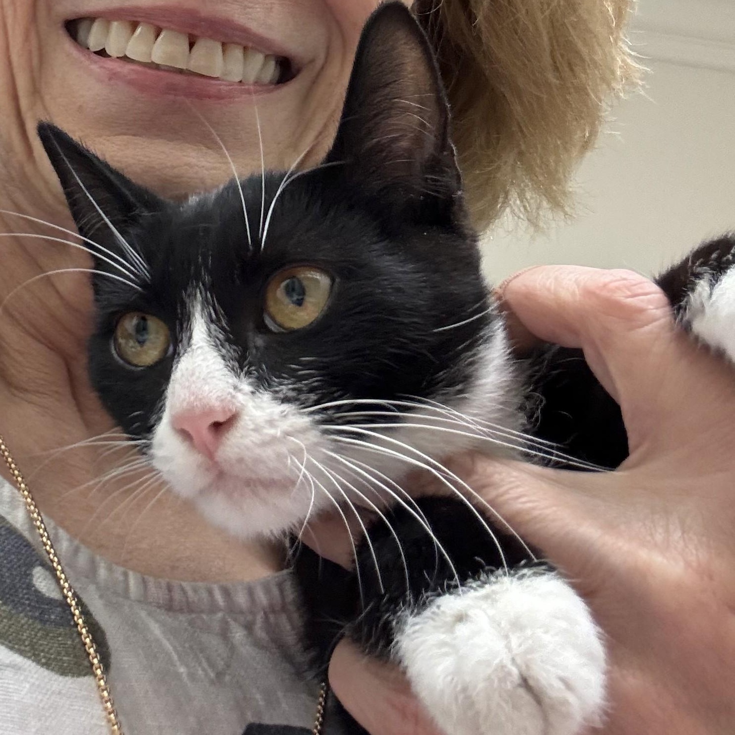 Enlarge Ebony, a Adoptable American Shorthair in Laguna Woods, CA image 5/5