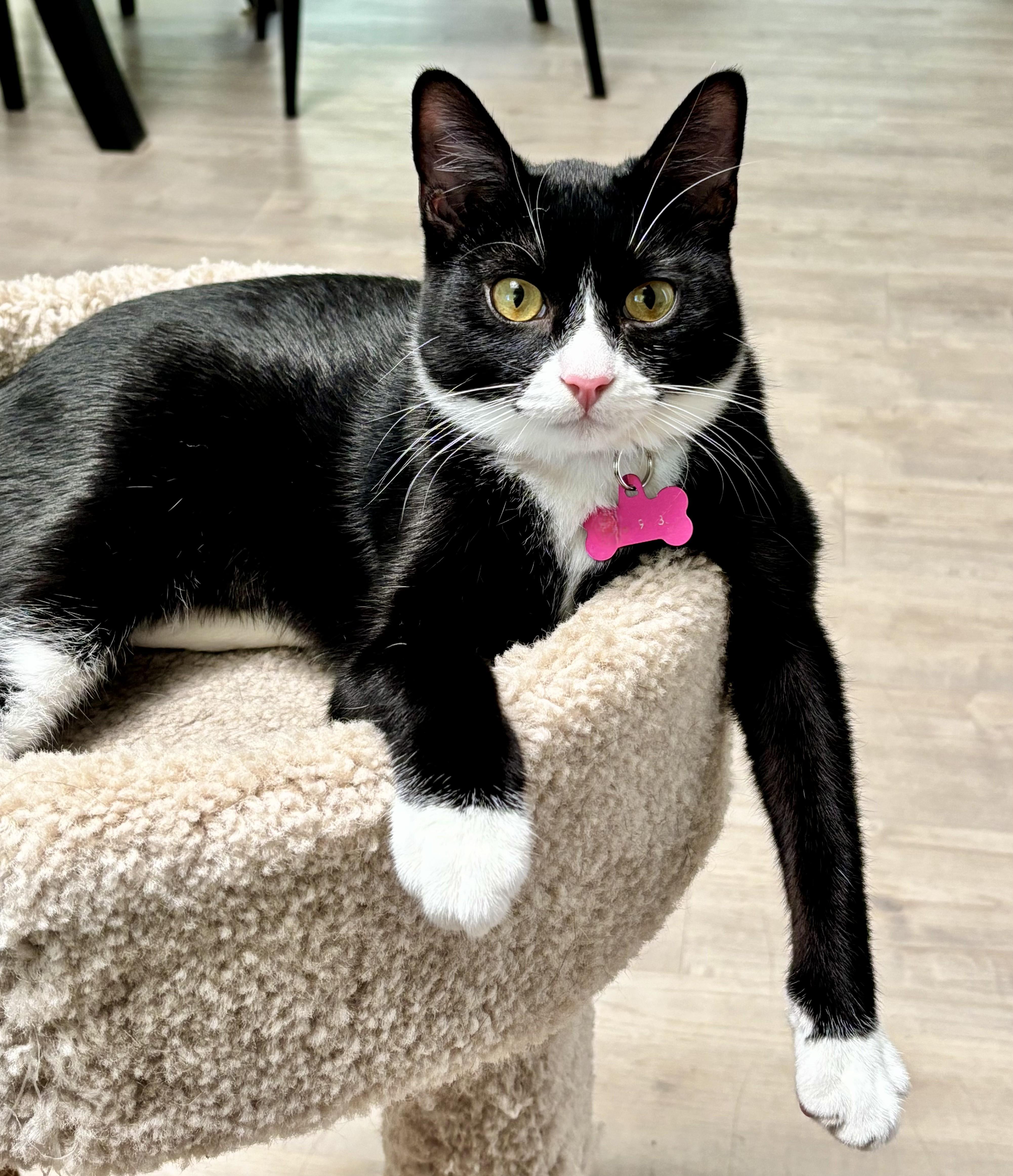 Ebony, Adoptable, Kitten Female American Shorthair.