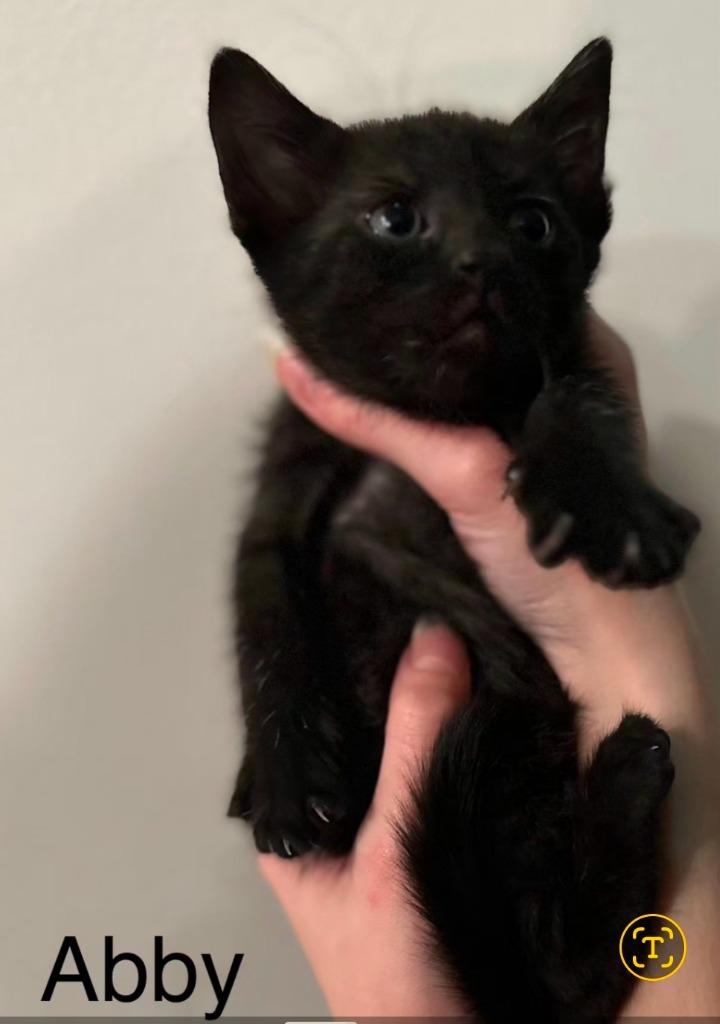 Abby, Adoptable, Kitten Female Domestic Short Hair.