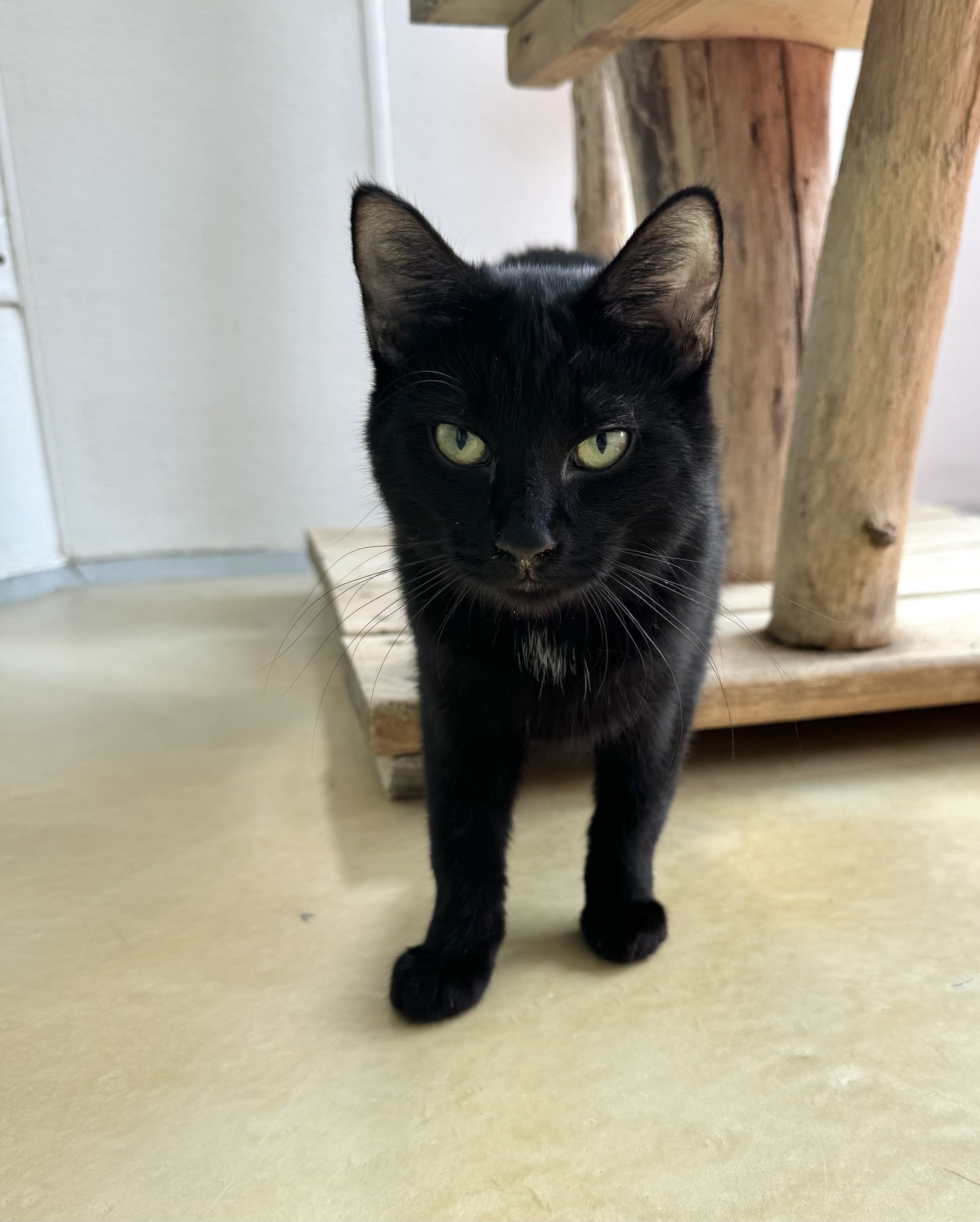 Gasket, a Adoptable Domestic Short Hair in Chicago, IL image 4/4