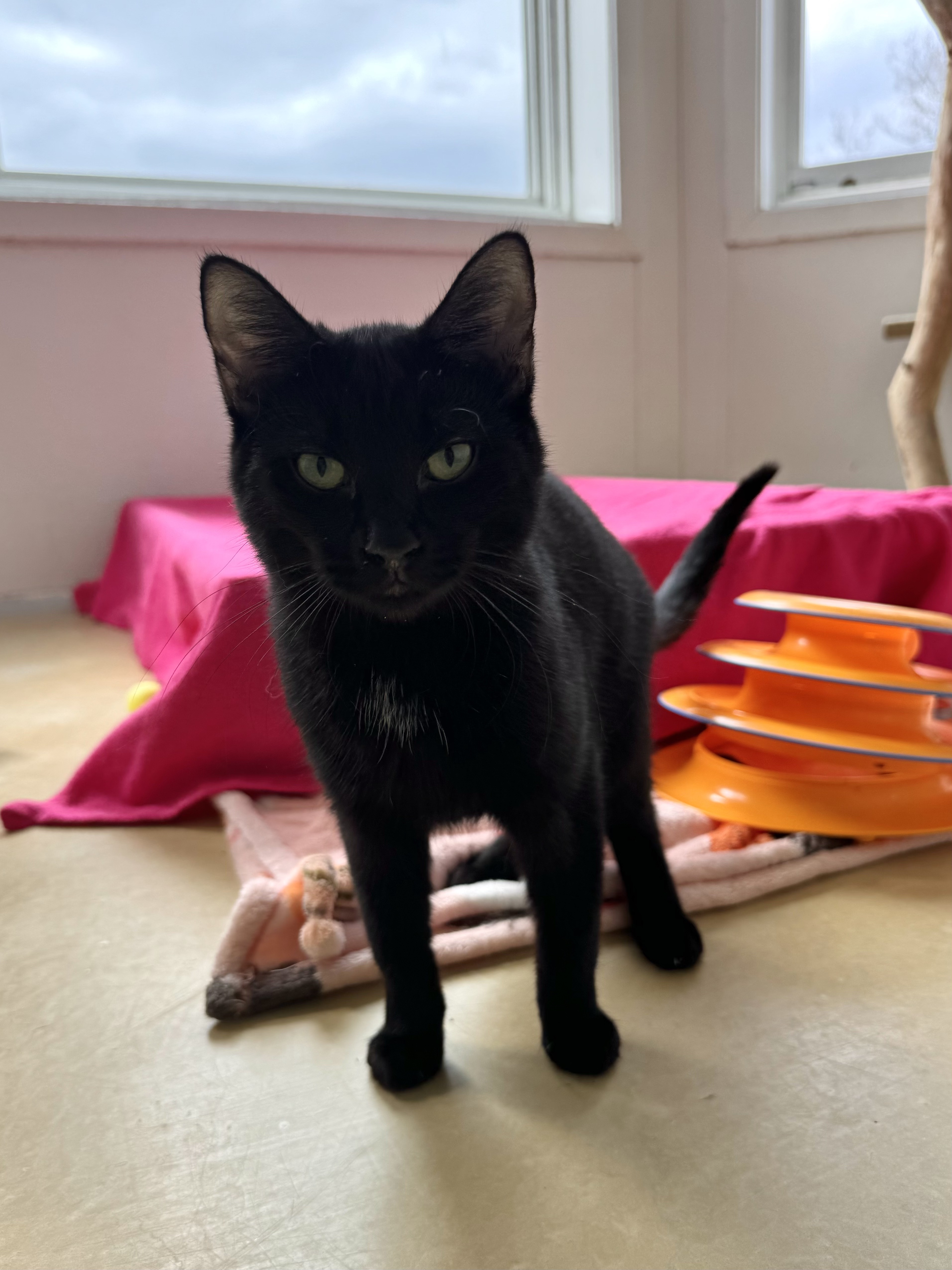 Gasket, a Adoptable Domestic Short Hair in Chicago, IL image 2/4