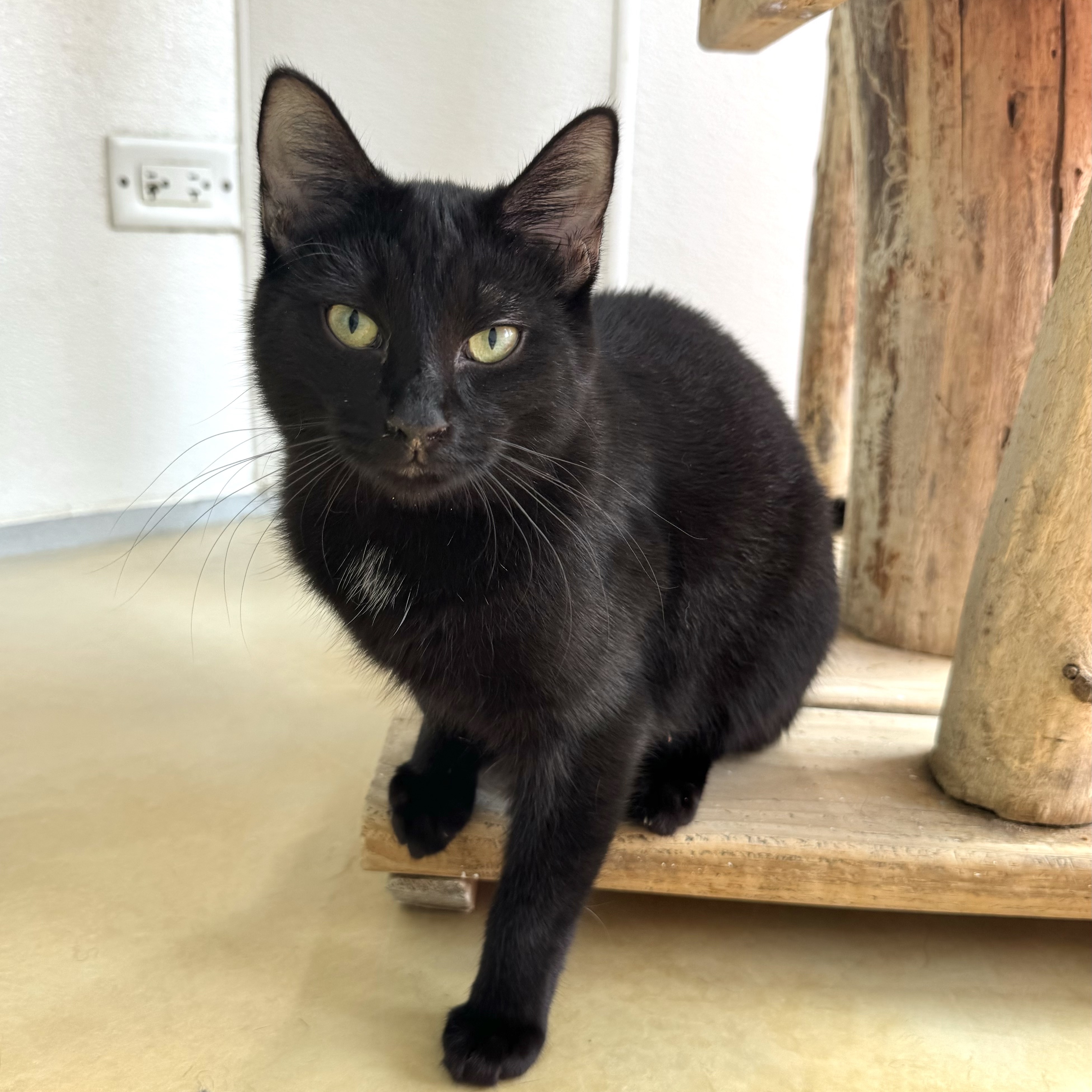 Gasket, Adoptable, Young Female Domestic Short Hair.