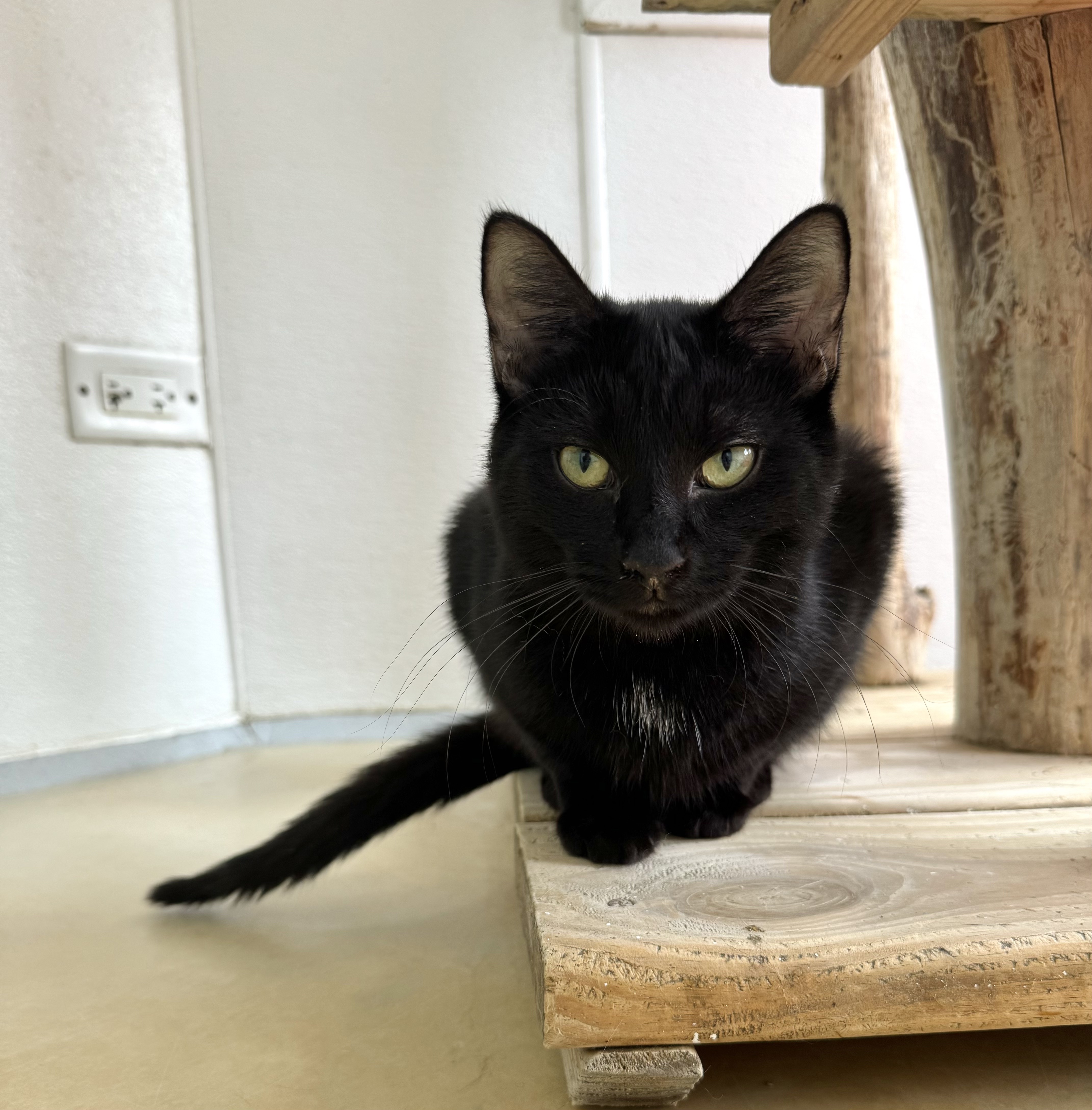 Gasket, a Adoptable Domestic Short Hair in Chicago, IL image 3/4